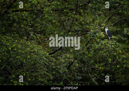 Cerf-volant à tête grise, Leptodon cayanensis, oiseaux de proie dans la végétation verte. Cerf-volant dans l'habitat naturel, assis sur l'arbre, Tapantí NP, Costa Rica, Banque D'Images