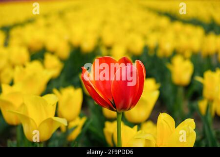 Tulipe rouge floue devant un champ de tulipes jaune Banque D'Images