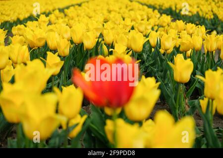 Tulipe rouge floue devant un champ de tulipes jaune Banque D'Images