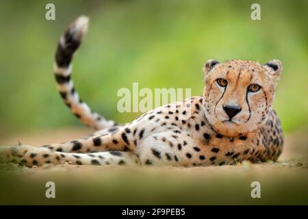 Cheetah, Acinonyx jubatus, portrait détaillé du chat sauvage. Mammifère le plus rapide sur le terrain, Etosha NP, Namibie en Afrique. Scène sauvage de nature africaine. Banque D'Images