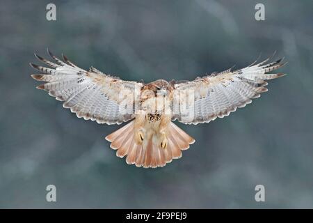 Oiseau de proie volant, faucon à queue rouge, Buteo jamaicensis, débarquant dans la forêt. Scène sauvage de la nature. Animal dans l'habitat. Oiseau avec aile ouverte Banque D'Images