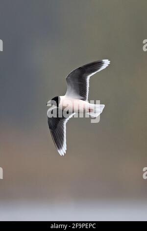 Petit mouette (Larus minutus) À TNO Thorpe Marshes Norwich avril 2021 Banque D'Images