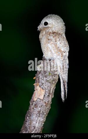 Potoo, Nyctibius griseus, oiseau tropical nocturne assis sur la branche de l'arbre, scène d'action nocturne, animal dans l'habitat naturel sombre, Pantanal, Brésil. Banque D'Images