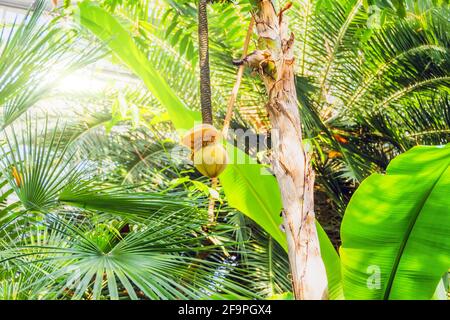 Musa jeune fleur de banane poussant dans les tropiques. Bananes sur l'arbre. Famille des Musaceae Banque D'Images