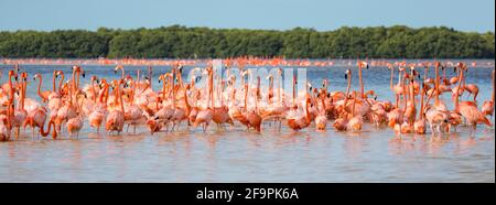 American aka Caraïbes flamants Phoenicopterus ruber au lagon de Celestun, Yucatan, Mexique Banque D'Images