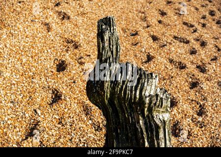 Groyne en bois érodée en forme de doigt pointu Banque D'Images