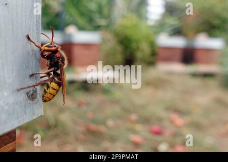 15.09.2018, Berlin, Berlin, Allemagne - Hornet suspendu d'une ruche d'abeille. 00S180915D564CAROEX.JPG [AUTORISATION DU MODÈLE : NON APPLICABLE, AUTORISATION DU PROPRIÉTAIRE : NON (C) Banque D'Images