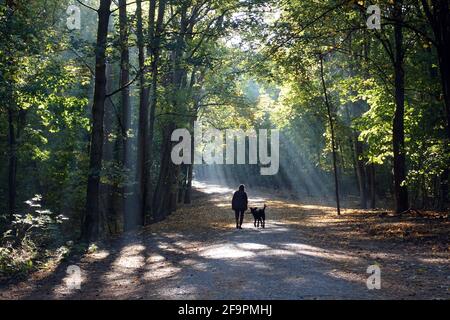 13.10.2018, Berlin, , Allemagne - une femme se promenant avec son chien à Grunewald le matin. 00S181013D452CAROEX.JPG [AUTORISATION DU MODÈLE : NON, PROPRIÉTÉ REL Banque D'Images