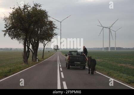 01.11.2018, Goerike, Brandebourg, Allemagne - une femme sur le lit d'un pick-up laisse un poney courir après elle sur une route de campagne. 00S181101D485CAROEX.JPG [M Banque D'Images