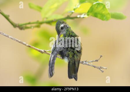 Colibri d'abeille verte sur une branche se rayant Banque D'Images