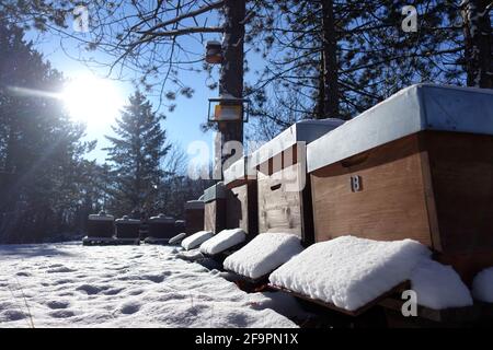 31.01.2021, Berlin, , Allemagne - les ruches d'abeilles sont couvertes de neige en hiver. 00S210131D465CAROEX.JPG [AUTORISATION DU MODÈLE : NON, AUTORISATION DU PROPRIÉTAIRE : NON (c) caro i Banque D'Images