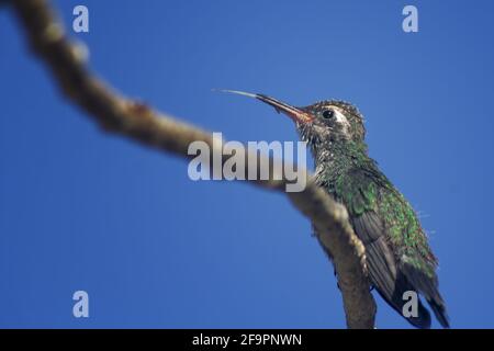 Mise au point sélective d'un petit colibri mignon sur un branche avec un ciel clair en arrière-plan Banque D'Images