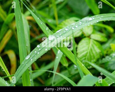 Gouttes d'eau transparentes sur les feuilles vertes de l'herbe Banque D'Images