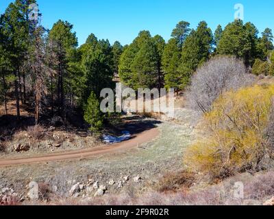 Section de l'Arizona Trail, Sawmill Park, Flagstaff, Arizona, États-Unis. Banque D'Images