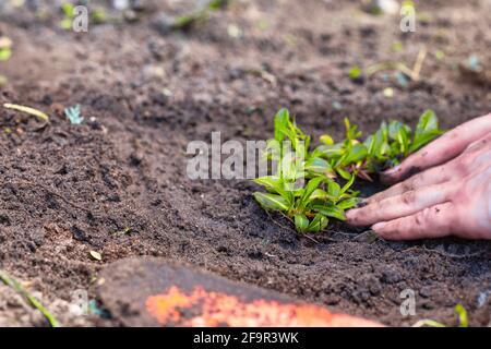 Deux mains d'homme planter un jeune arbre ou une plante tout en travaillant dans le jardin, l'ensemencement et la plantation et la culture, les mains d'agriculteurs s'occupent de la nouvelle vie Banque D'Images