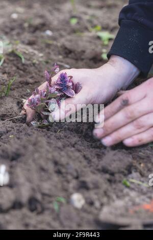 Deux mains d'homme planter un jeune arbre ou une plante tout en travaillant dans le jardin, l'ensemencement et la plantation et la culture, les mains d'agriculteurs s'occupent de la nouvelle vie Banque D'Images