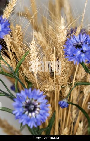 Composition minimaliste de fleurs séchées dans un vase comme décoration d'intérieur. Fleur de maïs bleue sur fond d'épis de blé mûrs. Une vie pédagogique pour le dessin. Banque D'Images