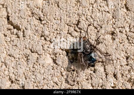 Une grande mouche attachée à un mur en béton bénéficie de soleil tôt le matin Banque D'Images