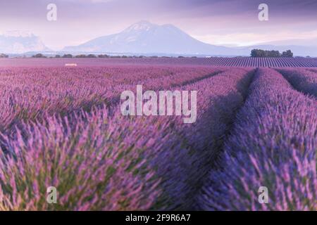 Provence, plateau de Valensole. Champs de lavande en pleine floraison et paysage. Banque D'Images