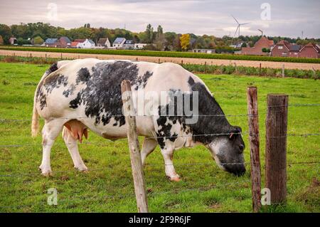 Une vache mangeant de l'herbe dans la prairie. Été dans un village. Petites maisons anciennes sur le fond. Paysage de campagne Banque D'Images