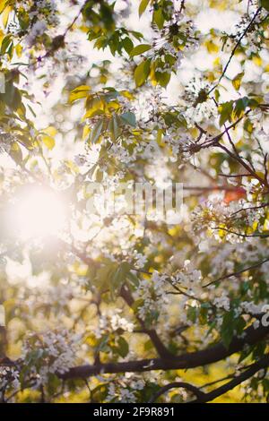 Cerisiers en fleurs dans un verger aux rayons chauds du coucher du soleil. Belle scène de nature avec branche en fleur et lumière du soleil. Fleurs de printemps. Printemps Banque D'Images