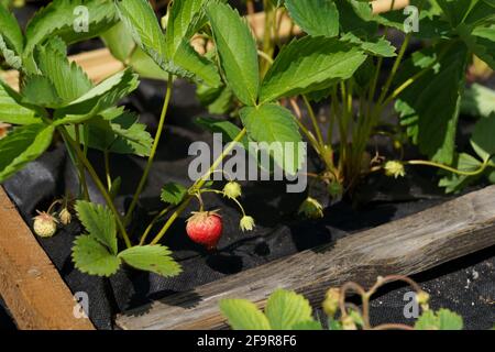 pousses de fraise jeune plante verte avec racines et baies en croissance au sol Banque D'Images