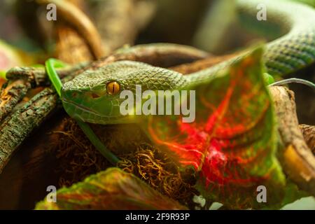 Serpent toxique vert, tête de la fosse asiatique de palmier vipère trimeresurus et les yeux jaunes déguisés en pierres Banque D'Images