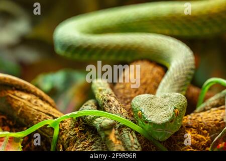 Vipère asiatique de palmier Trimeresurus et les yeux jaunes rampant vers la caméra, serpent vert toxique Banque D'Images