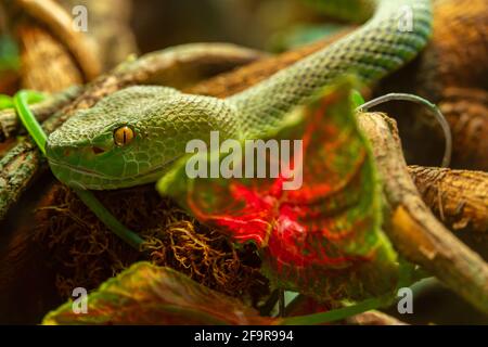 Tête de vipère asiatique de palmier Trimeresurus et yeux jaunes déguisés en pierres, serpent vert toxique Banque D'Images