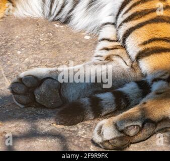 Les pattes de tigre se rapprochent tout en se reposant par temps ensoleillé Banque D'Images
