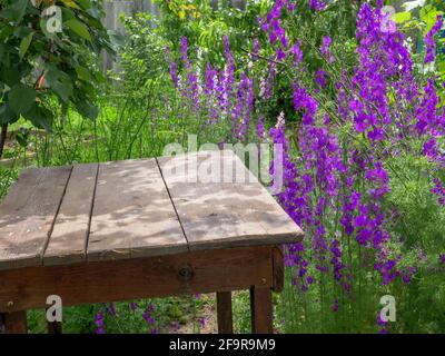 De belles fleurs violettes Delphinium consolida (Consolia regalis) fleurissent près d'une table en bois rustique rugueuse dans un jardin de maison de campagne. Banque D'Images