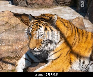 Le tigre du Bengale repose sur un rocher. Gros plan sur la tête du tigre du bengale Banque D'Images