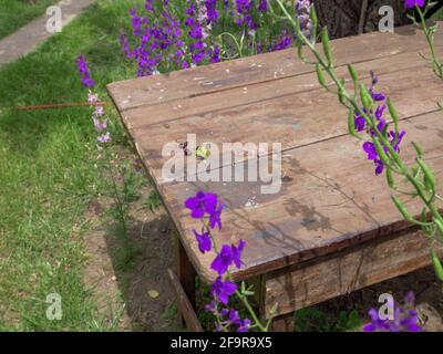 Vue de dessus sur la table en bois rustique rugueux dans un jardin au milieu de la belle fleur de fleurs de Delphinium Consolia pourpre. Banque D'Images