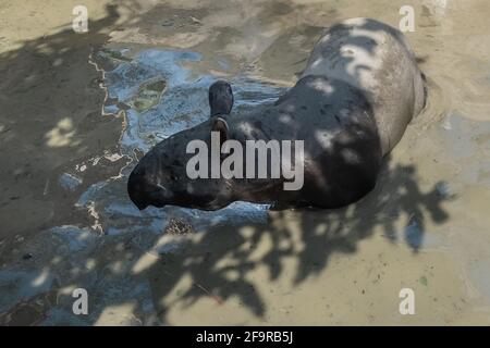 Pekanbaru, province de Riau, Indonésie. 20 avril 2021. Des résidents et des officines forment le Centre de conservation des ressources naturelles (BBKSDA) qui sauvent un tapir malayan, après qu'il est tombé dans l'étang à poissons d'un villageois à Pekanbaru, Riau .Malayan tapir, une espèce en voie de disparition sur la liste rouge de l'Union internationale pour la conservation de la nature (UICN). Credit: Afrianto Silalahi/ZUMA Wire/Alamy Live News Banque D'Images