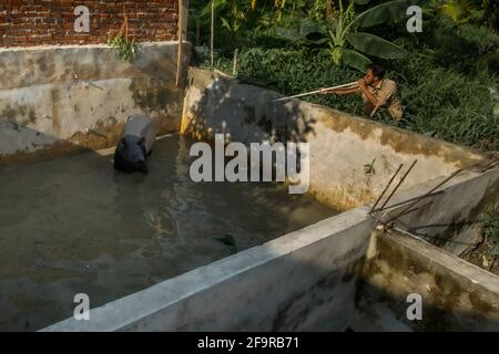 Pekanbaru, province de Riau, Indonésie. 20 avril 2021. Des résidents et des officines forment le Centre de conservation des ressources naturelles (BBKSDA) qui sauvent un tapir malayan, après qu'il est tombé dans l'étang à poissons d'un villageois à Pekanbaru, Riau .Malayan tapir, une espèce en voie de disparition sur la liste rouge de l'Union internationale pour la conservation de la nature (UICN). Credit: Afrianto Silalahi/ZUMA Wire/Alamy Live News Banque D'Images