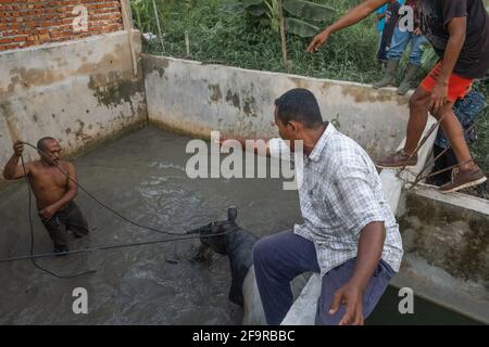Pekanbaru, province de Riau, Indonésie. 20 avril 2021. Des résidents et des officines forment le Centre de conservation des ressources naturelles (BBKSDA) qui sauvent un tapir malayan, après qu'il est tombé dans l'étang à poissons d'un villageois à Pekanbaru, Riau .Malayan tapir, une espèce en voie de disparition sur la liste rouge de l'Union internationale pour la conservation de la nature (UICN). Credit: Afrianto Silalahi/ZUMA Wire/Alamy Live News Banque D'Images