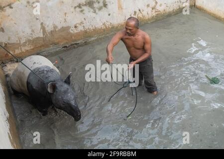 Pekanbaru, province de Riau, Indonésie. 20 avril 2021. Des résidents et des officines forment le Centre de conservation des ressources naturelles (BBKSDA) qui sauvent un tapir malayan, après qu'il est tombé dans l'étang à poissons d'un villageois à Pekanbaru, Riau .Malayan tapir, une espèce en voie de disparition sur la liste rouge de l'Union internationale pour la conservation de la nature (UICN). Credit: Afrianto Silalahi/ZUMA Wire/Alamy Live News Banque D'Images