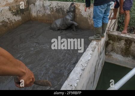 Pekanbaru, province de Riau, Indonésie. 20 avril 2021. Des résidents et des officines forment le Centre de conservation des ressources naturelles (BBKSDA) qui sauvent un tapir malayan, après qu'il est tombé dans l'étang à poissons d'un villageois à Pekanbaru, Riau .Malayan tapir, une espèce en voie de disparition sur la liste rouge de l'Union internationale pour la conservation de la nature (UICN). Credit: Afrianto Silalahi/ZUMA Wire/Alamy Live News Banque D'Images