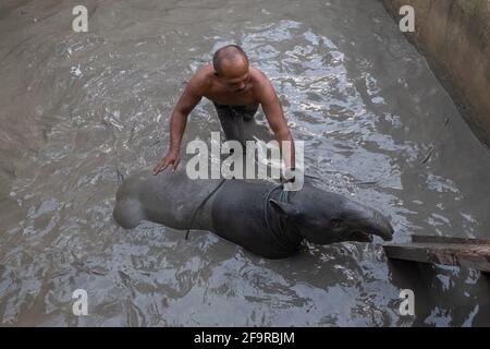 Pekanbaru, province de Riau, Indonésie. 20 avril 2021. Des résidents et des officines forment le Centre de conservation des ressources naturelles (BBKSDA) qui sauvent un tapir malayan, après qu'il est tombé dans l'étang à poissons d'un villageois à Pekanbaru, Riau .Malayan tapir, une espèce en voie de disparition sur la liste rouge de l'Union internationale pour la conservation de la nature (UICN). Credit: Afrianto Silalahi/ZUMA Wire/Alamy Live News Banque D'Images