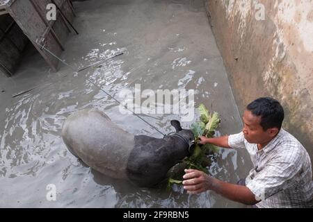 Pekanbaru, province de Riau, Indonésie. 20 avril 2021. Des résidents et des officines forment le Centre de conservation des ressources naturelles (BBKSDA) qui sauvent un tapir malayan, après qu'il est tombé dans l'étang à poissons d'un villageois à Pekanbaru, Riau .Malayan tapir, une espèce en voie de disparition sur la liste rouge de l'Union internationale pour la conservation de la nature (UICN). Credit: Afrianto Silalahi/ZUMA Wire/Alamy Live News Banque D'Images