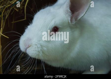 petit portrait de lapin blanc Banque D'Images