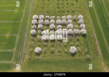 Cologne, Allemagne. 14 septembre 2017. Des cerisiers en fleurs se trouvent sur les prés du Rhin près de Kasselberg. La photo a été prise avec un drone. Credit: Henning Kaiser/dpa/Alay Live News Banque D'Images