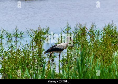 Un jeune Stork est à la recherche d'une nourriture en roseau près de la ville de rouille en Autriche. Banque D'Images