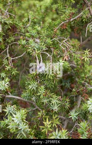 Arbuste oxycedrus de Juniperus sur la côte Banque D'Images