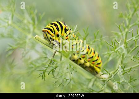 Papilio Machaon, papillon de chenille Banque D'Images