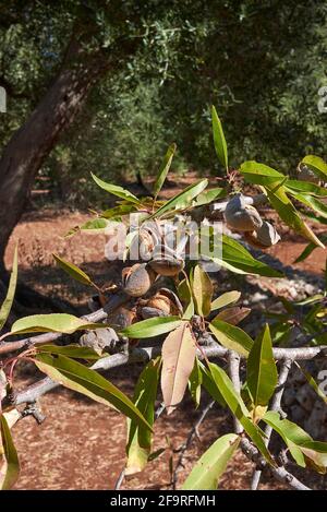 Prunus dulcis branche gros plan avec des amandes Banque D'Images