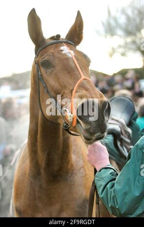 KING GEORGE 6 CHASE AU PARC SANDOWN. COUP DE PIED DE ROI APRÈS AVOIR GAGNÉ 26/12/2005 PHOTO DAVID ASHDOWNRACING Banque D'Images