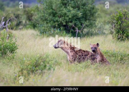 Deux hyènes tachetées dans le parc national de Tsavo East, Kenya, Afrique Banque D'Images