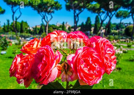 vue sur le jardin de la capitale roseto di roma à rome. ce jardin donne sur la ville depuis la colline de l'aventino. Banque D'Images