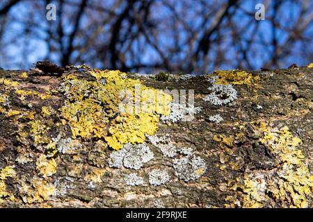 Tronc horizontal d'un vieux arbre séché surcultivé avec mousse contre le ciel bleu et les branches entrelacées Banque D'Images